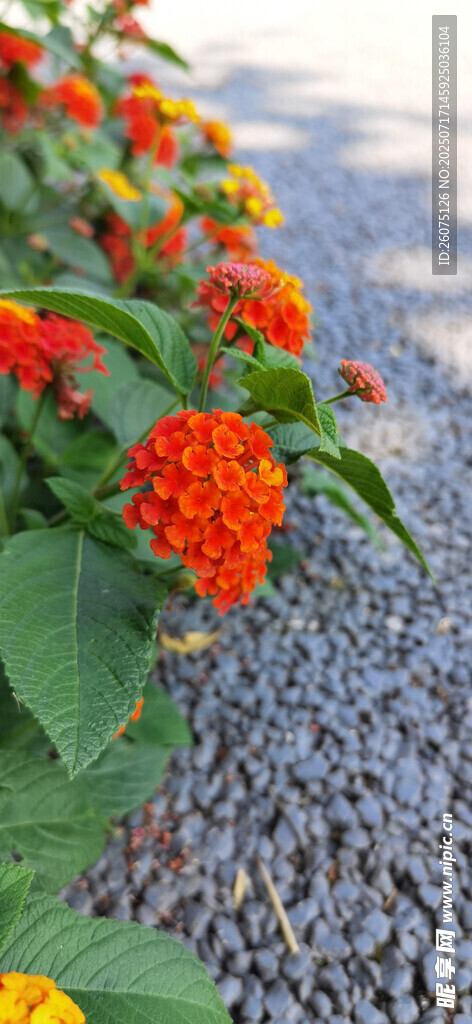 石间绽放的鲜艳花卉