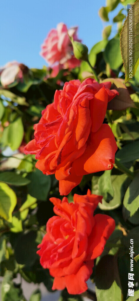 艳丽绽放的红色月季花卉