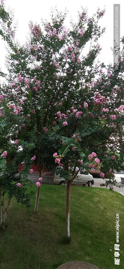 盛开的繁花绿树景观
