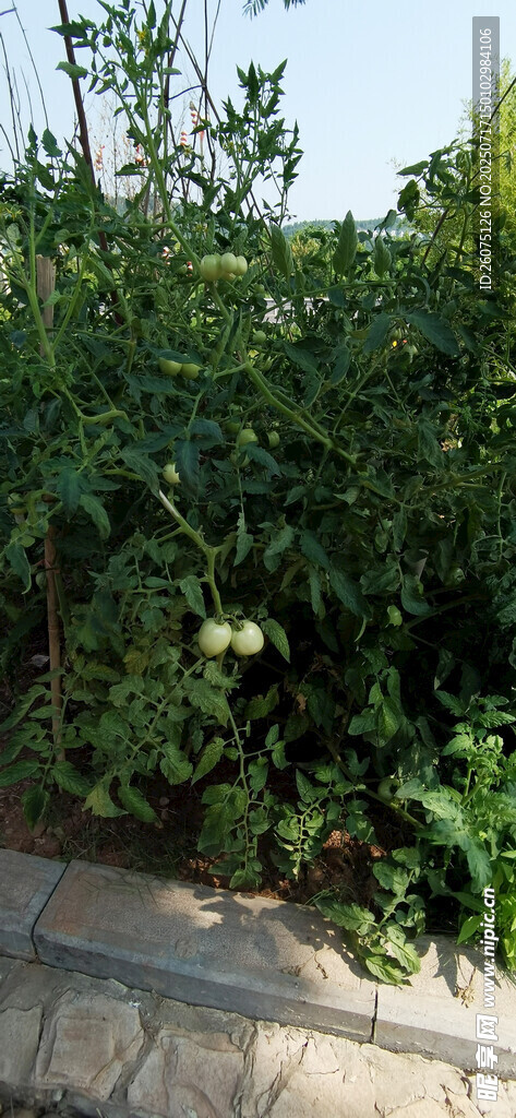 农家菜地里挂枝蕃茄