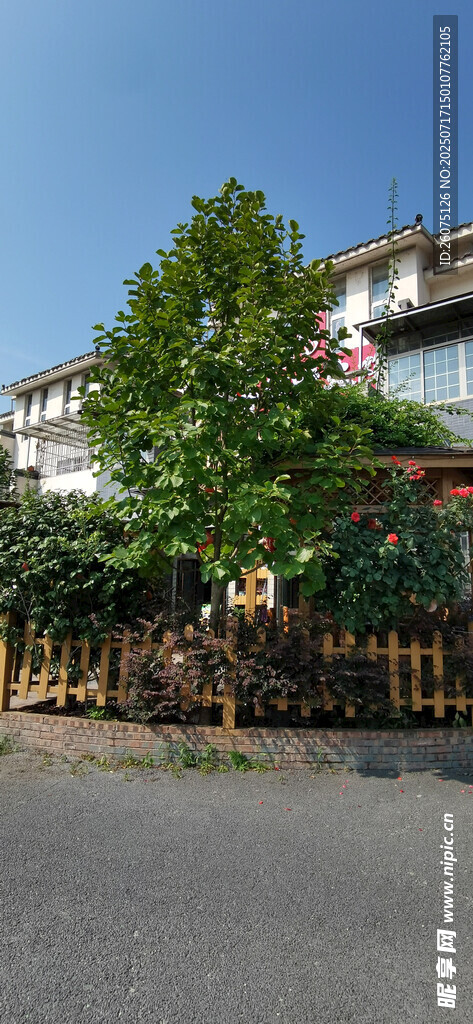 街边绿植旁的多层居民楼