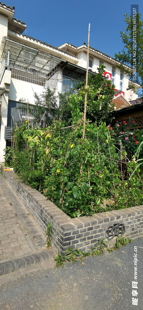 乡村小院的绿植与建筑