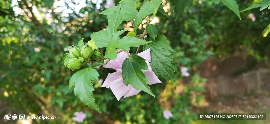 紫色喇叭状木槿花绽放