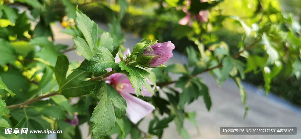 绿叶间绽放的娇艳木槿花