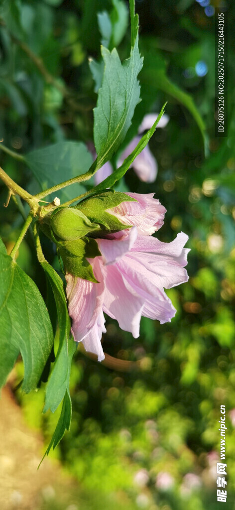 一枝粉色木槿花