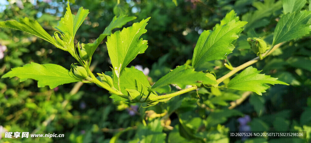 木槿翠绿枝叶展现自然生机
