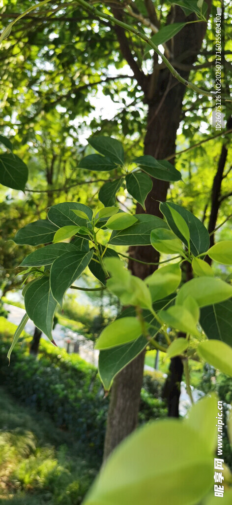 绿叶间的繁茂景象