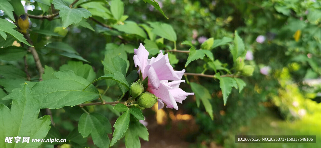 绿叶丛中的娇艳木槿花