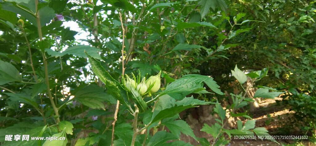 绿叶繁茂的木槿枝叶