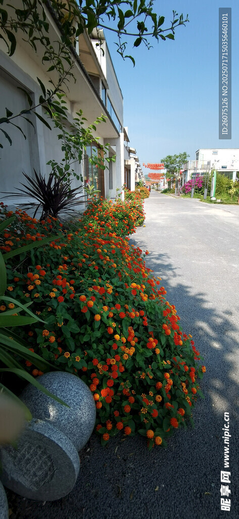 路边盛放的多彩五色梅景观