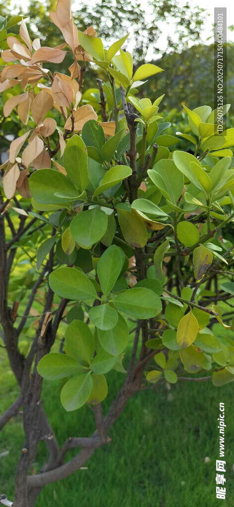绿叶繁茂的树枝与枯枝