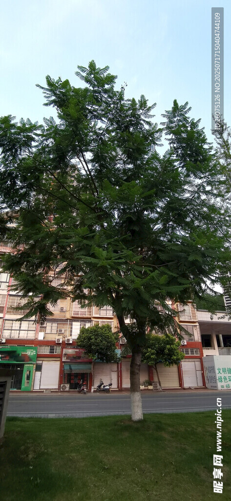 绿树掩映下的建筑一角