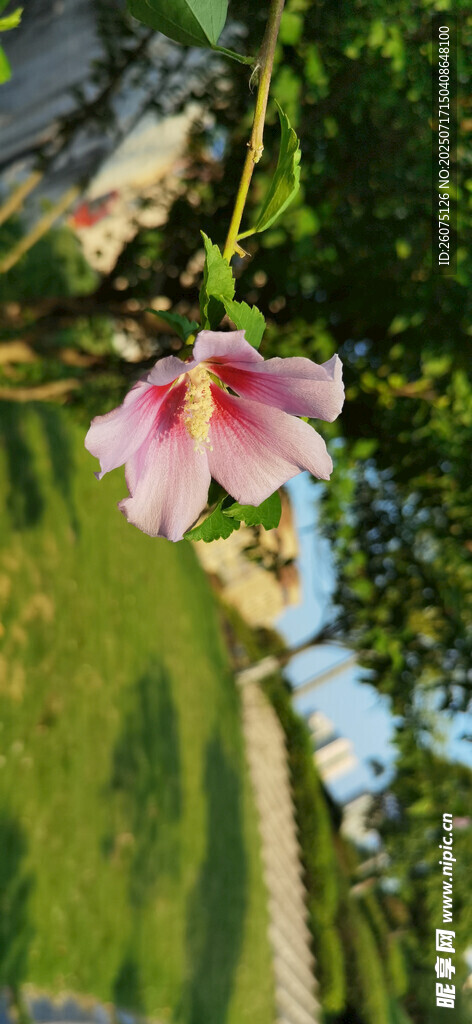 粉色木槿花绽放于绿叶间