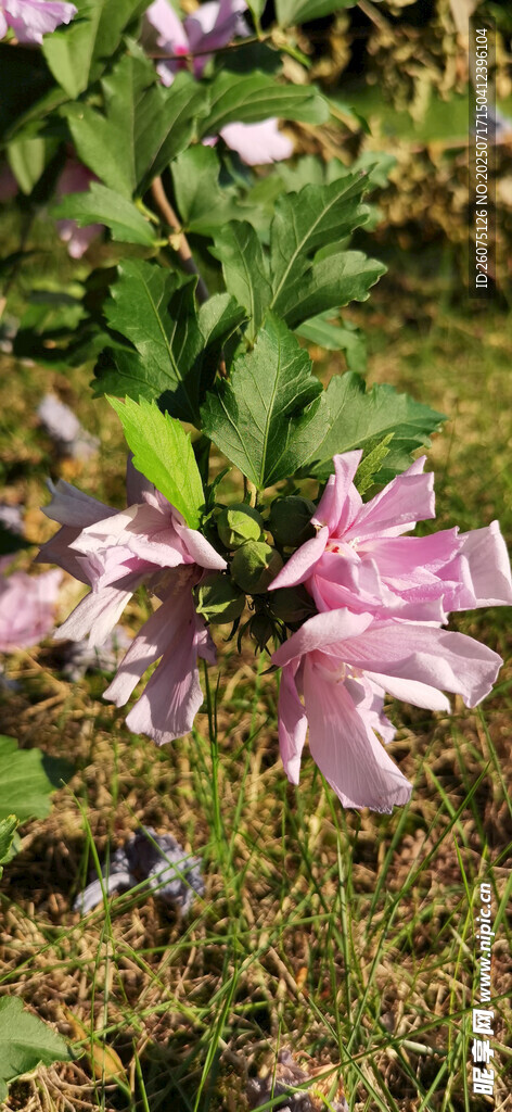 娇艳绽放的粉色木槿花