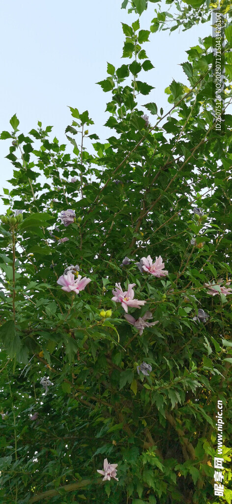 绿叶间绽放的粉色木槿花朵