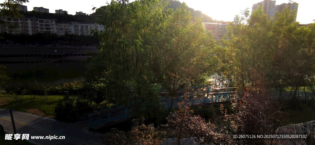 夕阳下的绿树景观