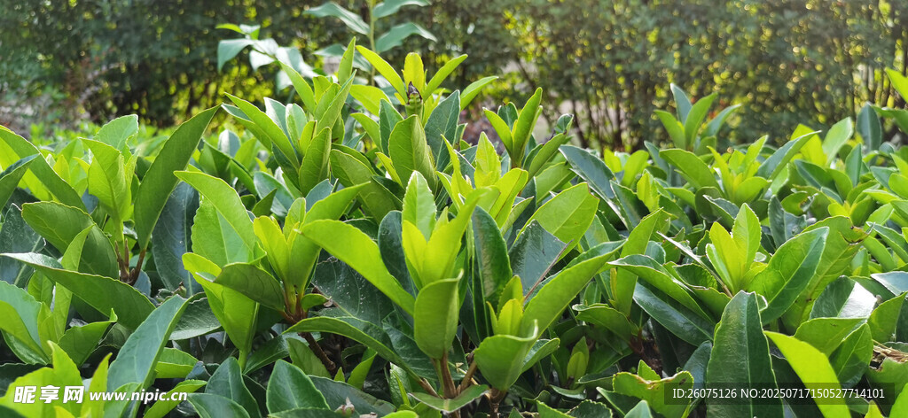 翠绿植物景观