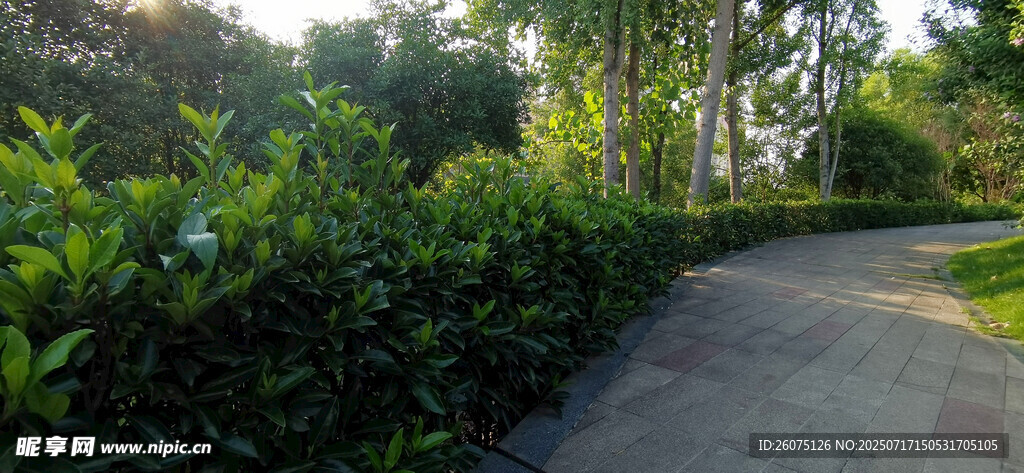 公园里的林间小道