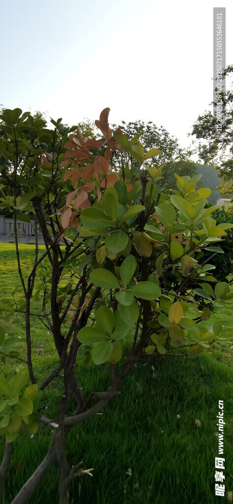 公园绿植景观