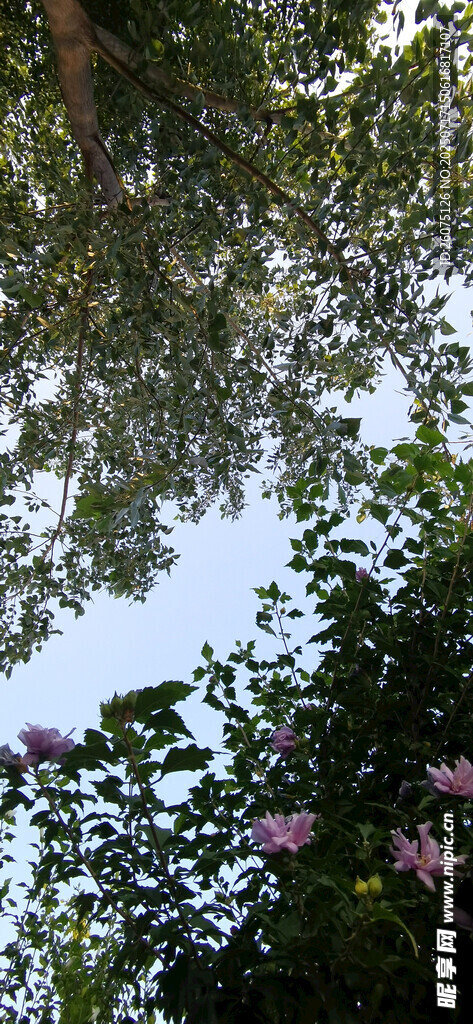 透过枝叶望天空中的繁花