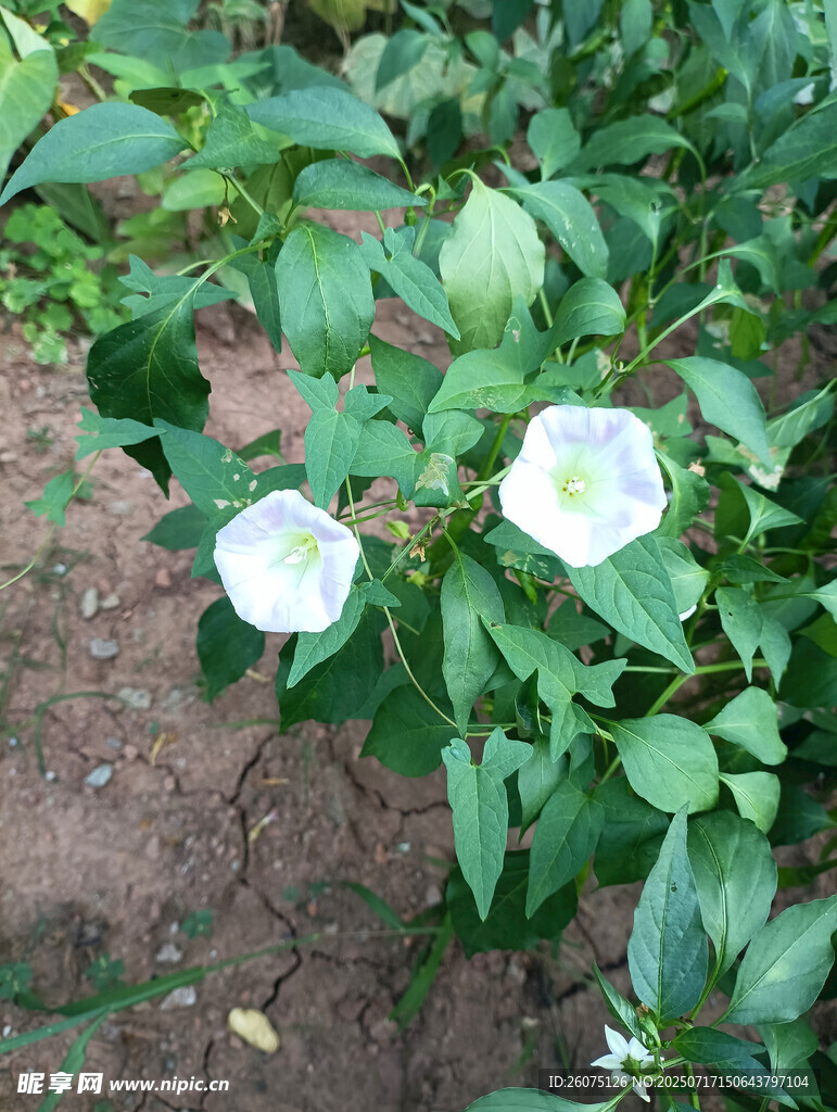 白色牵牛花绽放于绿叶间