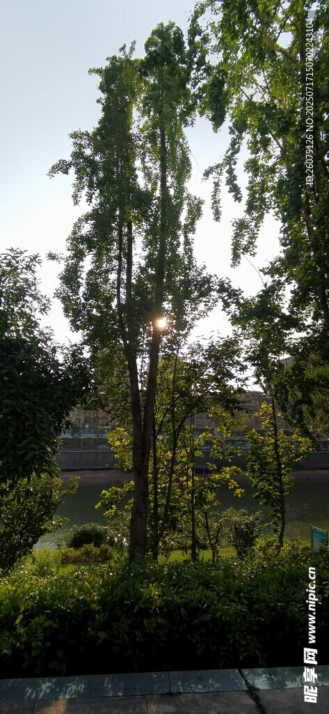 夕阳下的户外绿植景观