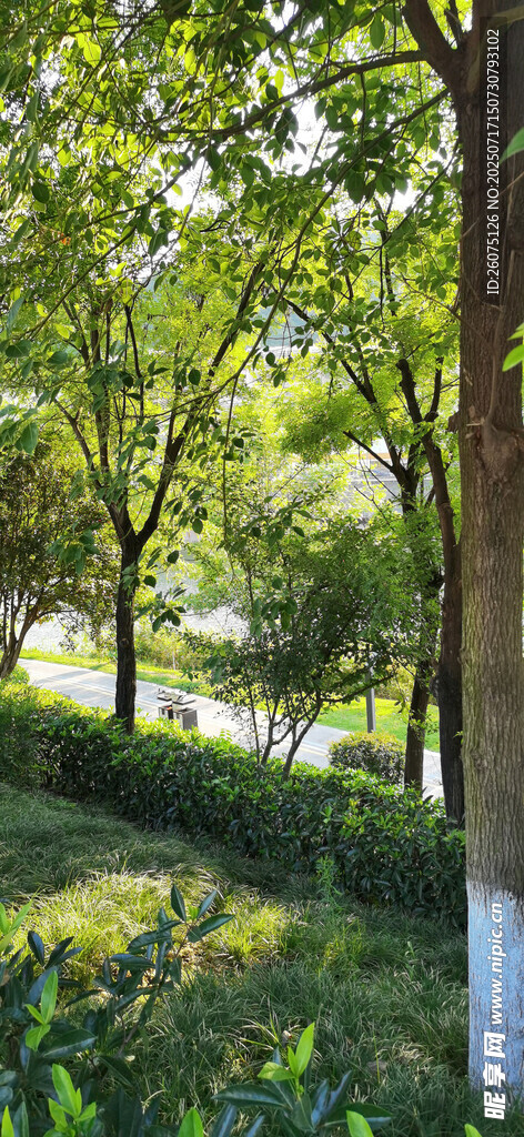 夏日公园里的林荫道风景