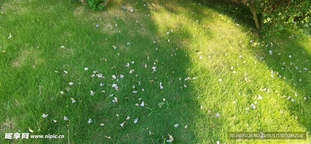 阳光下的翠绿草地与掉落白色花瓣