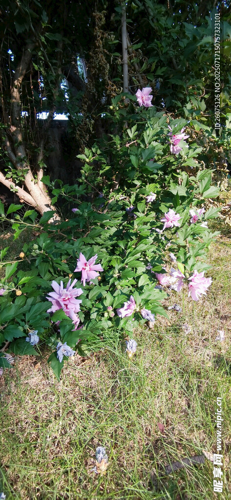 林间绽放的美丽粉色木槿花朵