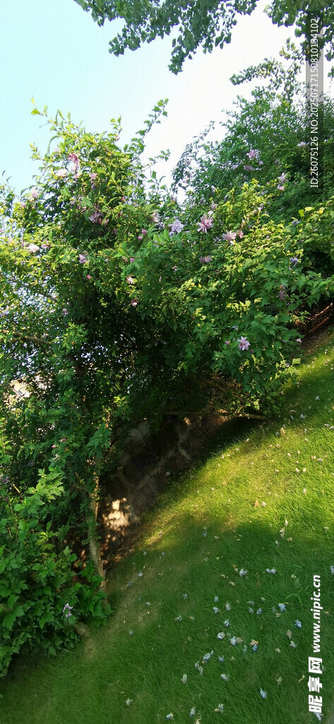 绿意盎然的公园一角