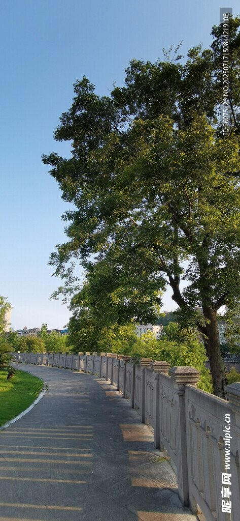 郊外林荫小道风景