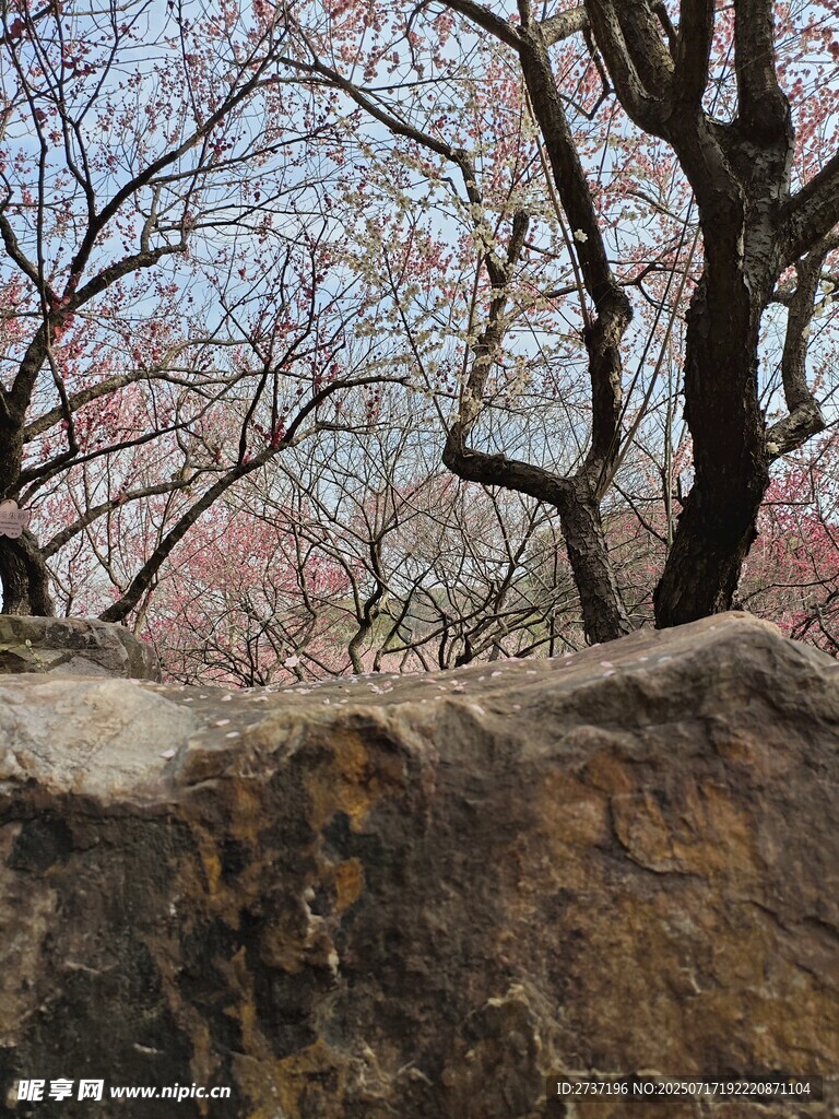 岩石旁绽放的梅花