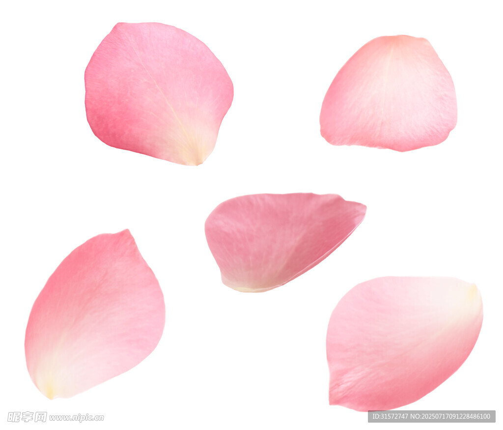 玫瑰花瓣