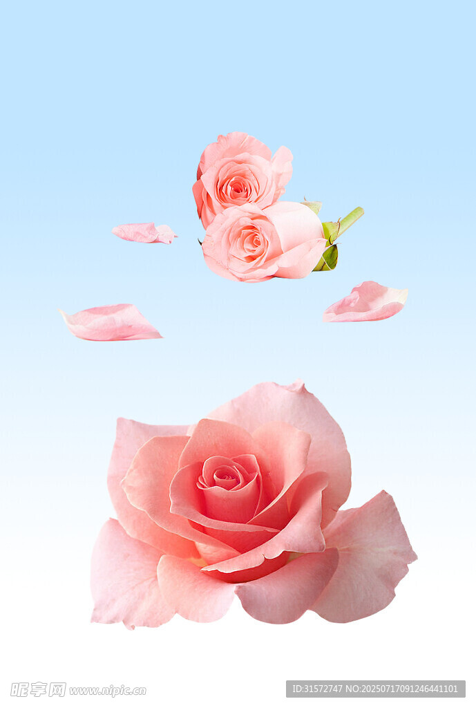 玫瑰花