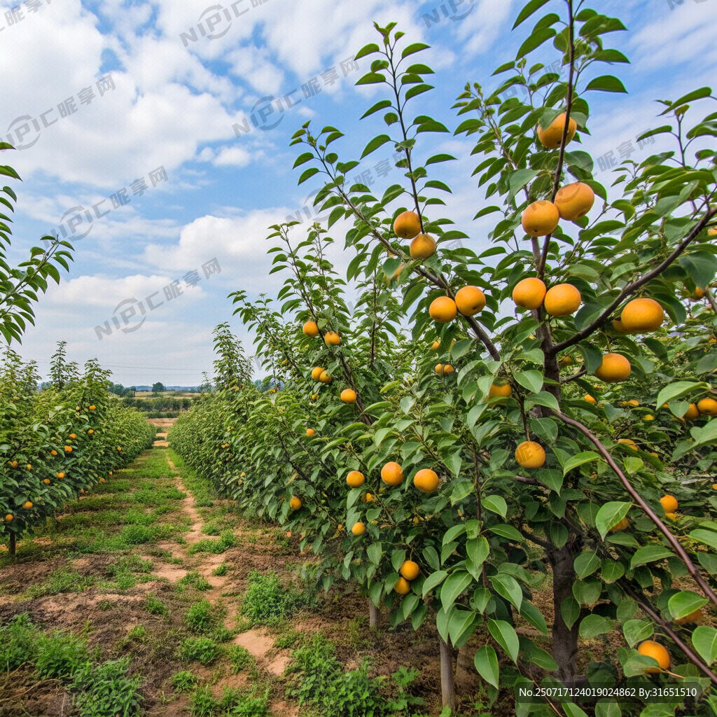 如皋大寿星梨园农场