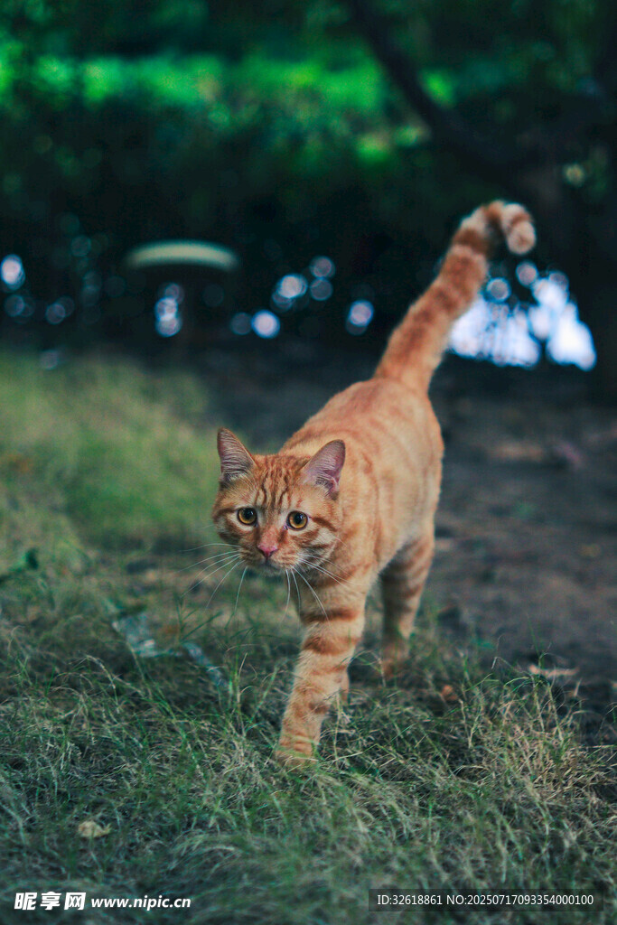 草地上行走的橘色猫咪