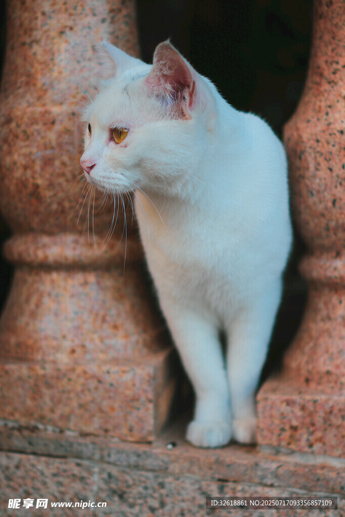 白色猫咪倚石柱而立