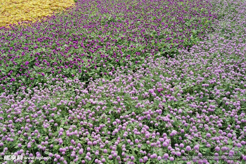 多彩花卉景观