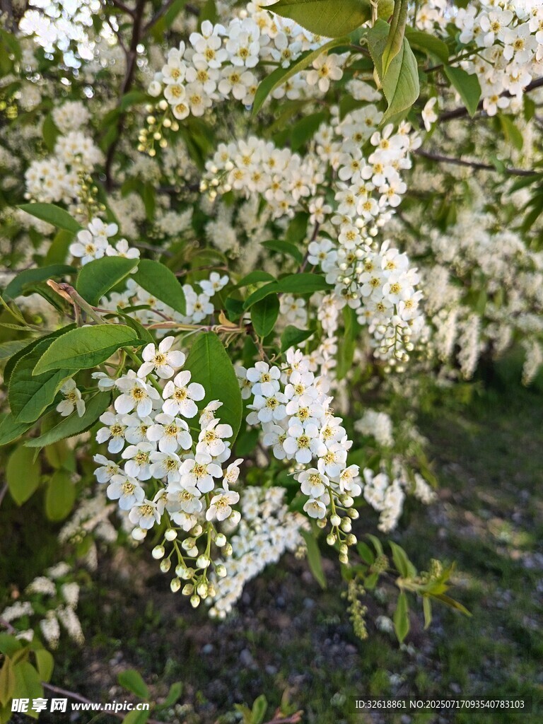 繁茂白色花簇绽放枝头