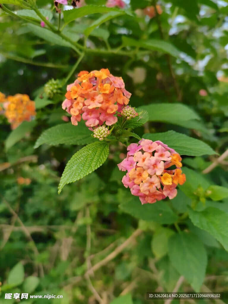 多彩马缨丹绽放