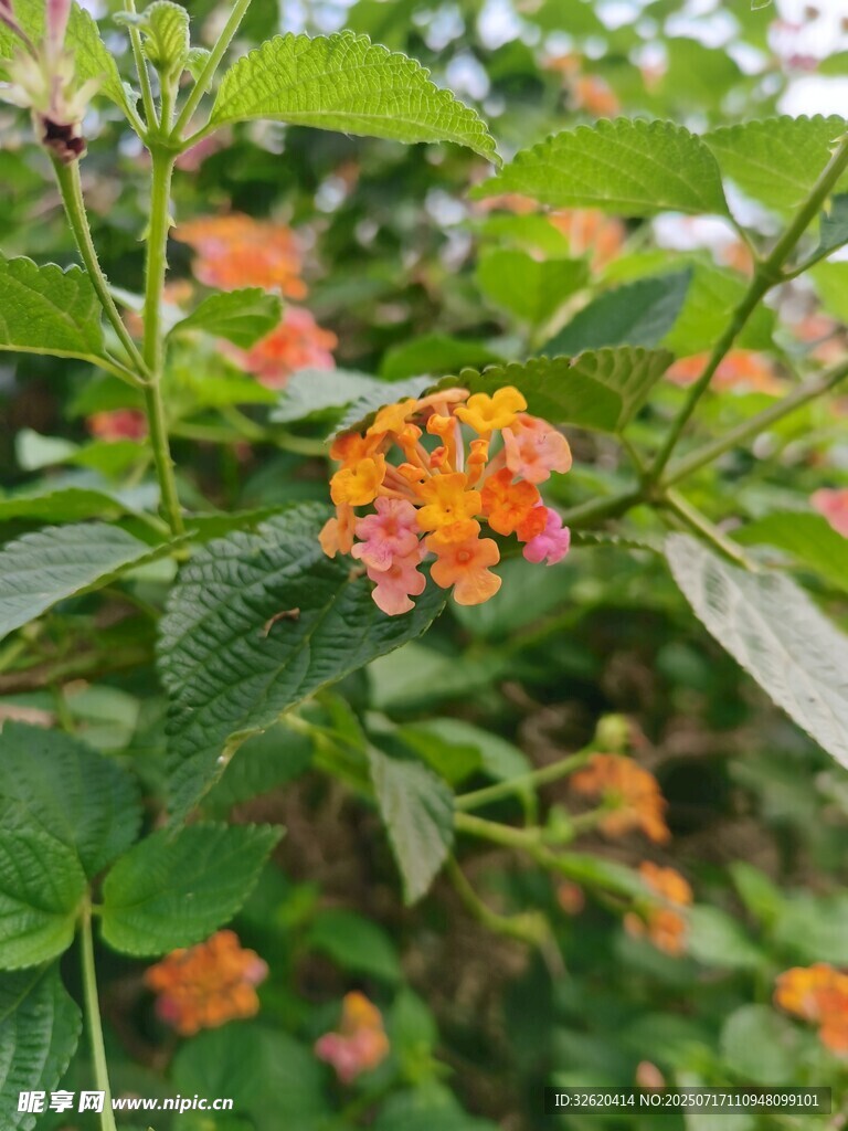 绿叶间的多彩马缨丹花朵