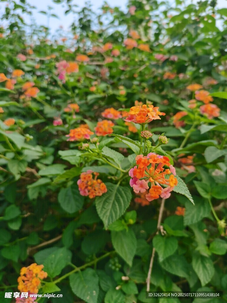 盛开的橙色马缨丹花丛
