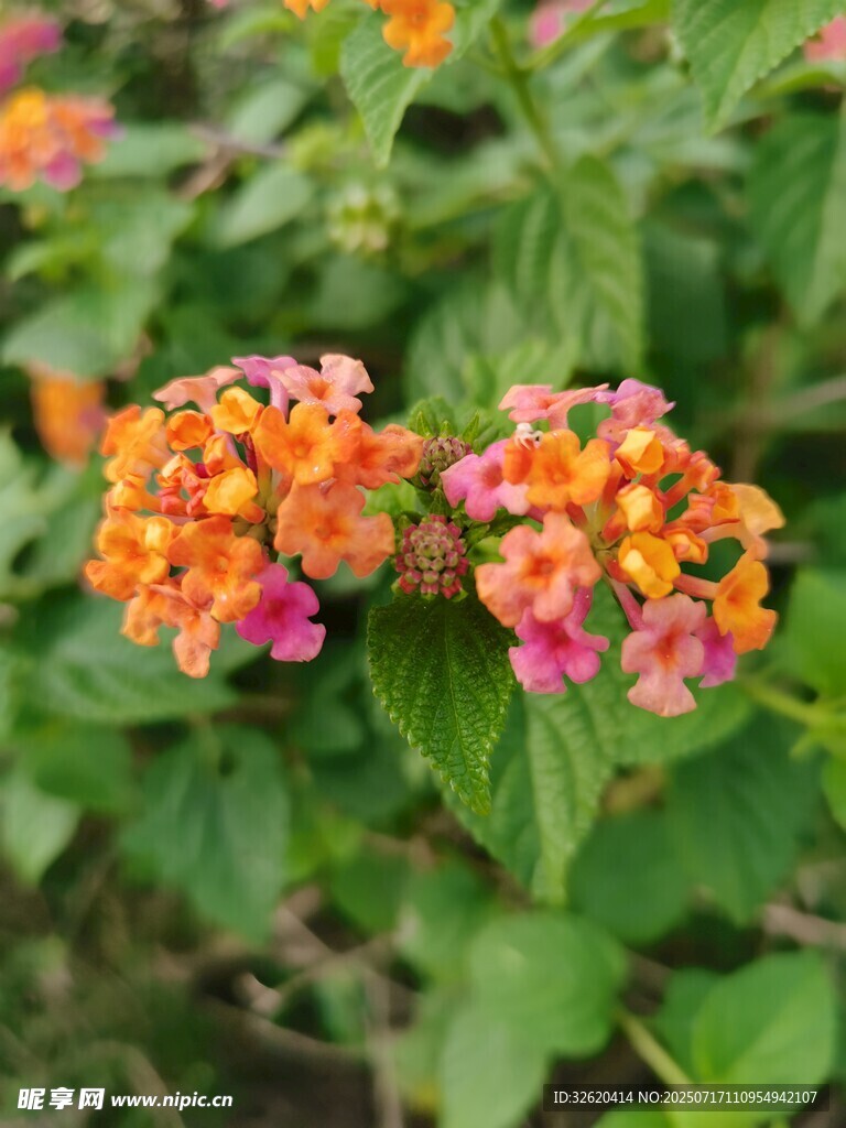多彩马缨丹绽放
