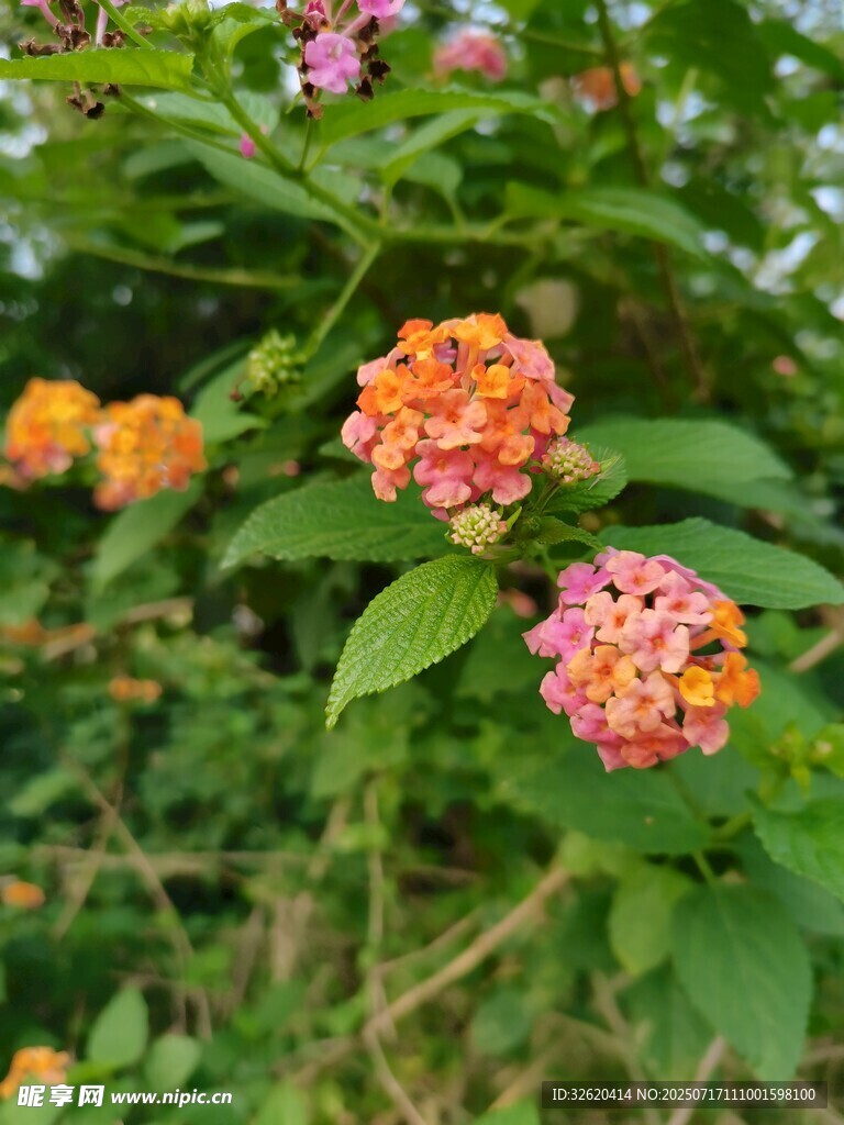 多彩马缨丹绽放