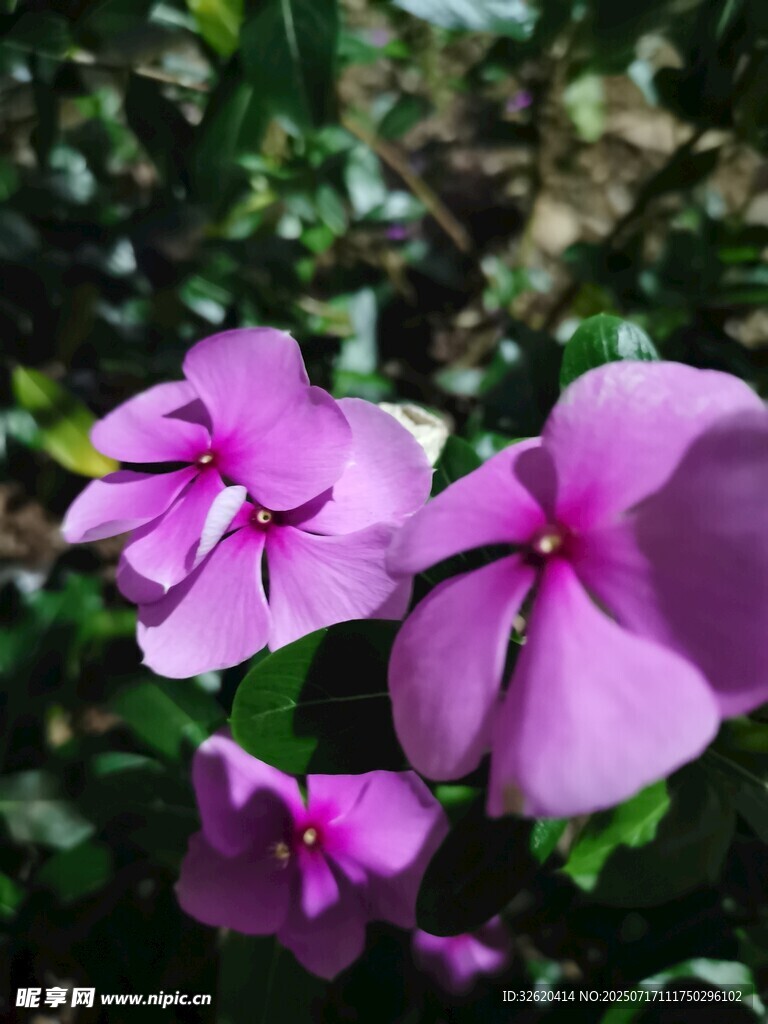 娇艳紫色长春花绽放