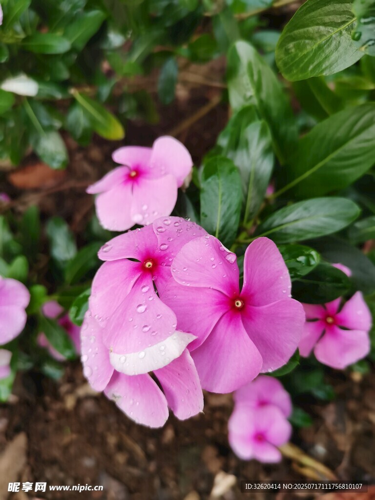 娇艳粉色长春花绽放