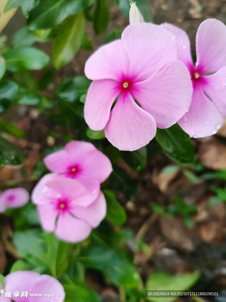 粉色长春花绽放