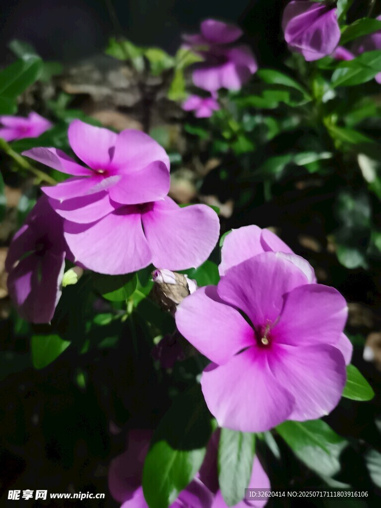 娇艳紫色长春花绽放