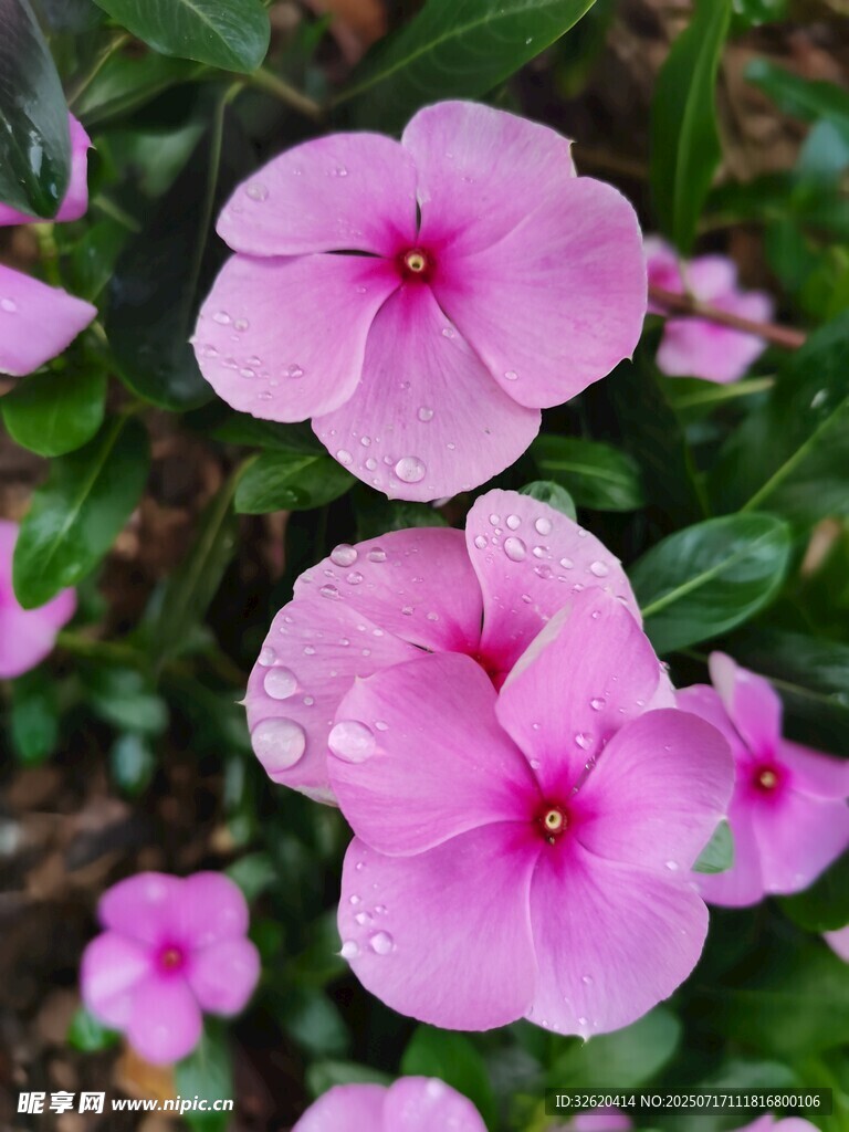 娇艳粉色长春花绽放