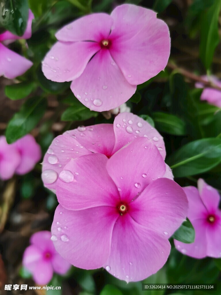 带露长春花绽放